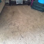 Foster City-Dirty-Carpet